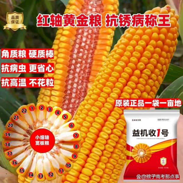 升融配资 益机收1号玉米种：红轴大棒+矮杆抗倒，抗锈抗病，轻松超千斤！